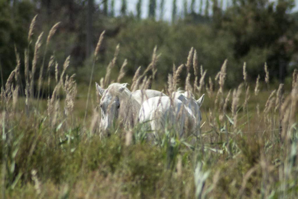 Bergerie D'Alivon En Camargue Albaron Exterior foto