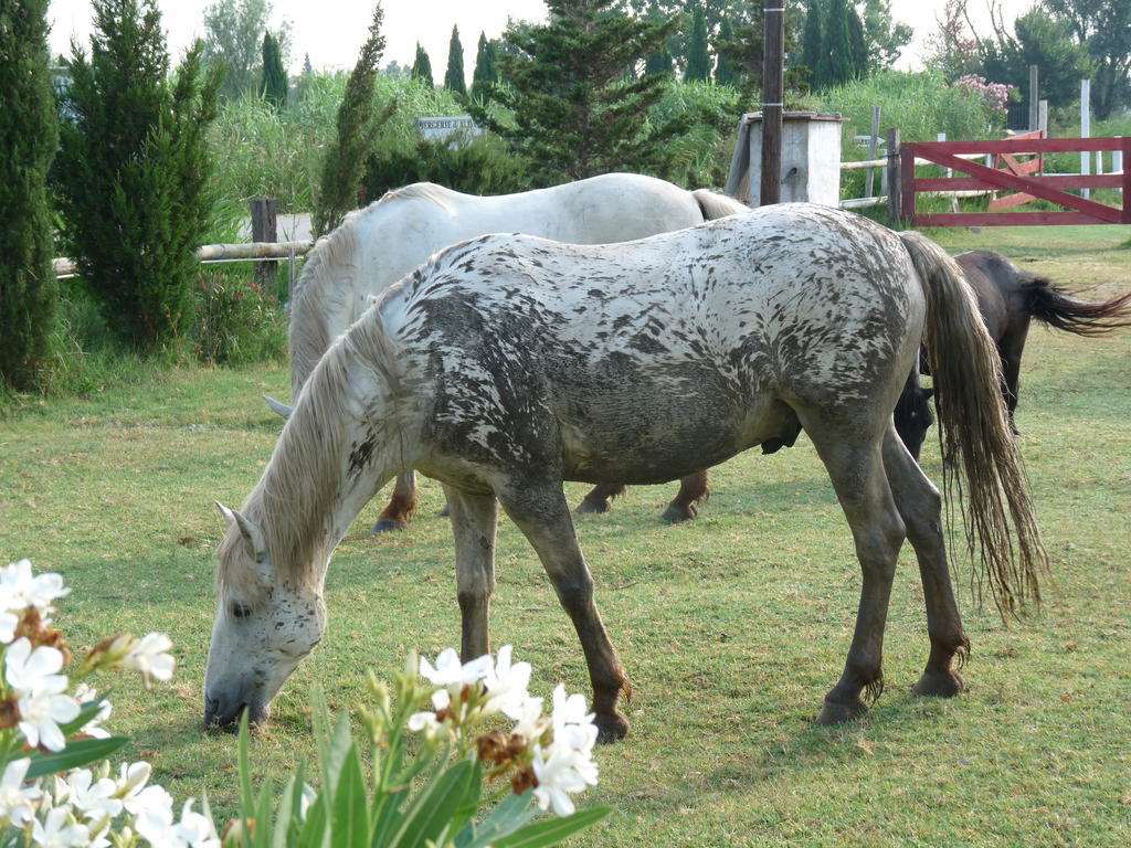 Bergerie D'Alivon En Camargue Albaron Exterior foto
