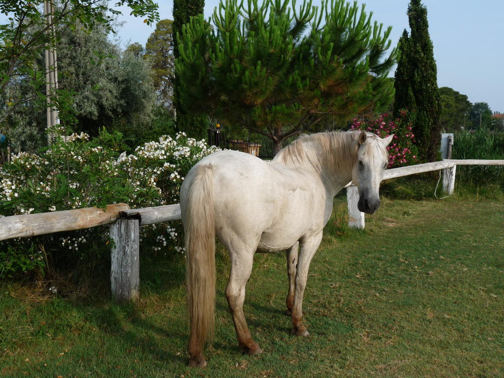 Bergerie D'Alivon En Camargue Albaron Exterior foto